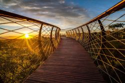 tree-canopy-walkway-path-kirstenbosch-national-botanical-garden-13