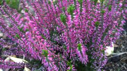 The-Netherlands-from-another-perspective14__880