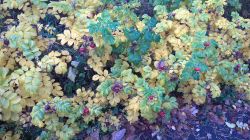 WP_20161020_12_21_19_Pro