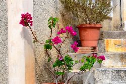 DSC_0008-001_800x533