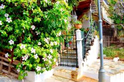 DSC_0038-001_800x533