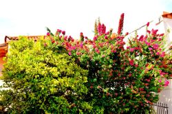 DSC_0062-001_800x533