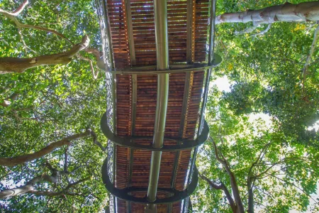 tree-canopy-walkway-path-kirstenbosch-national-botanical-garden-4