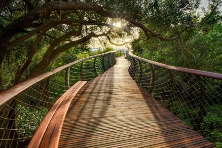 tree-canopy-walkway-path-kirstenbosch-national-botanical-garden-6