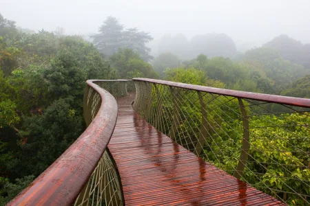 tree-canopy-walkway-path-kirstenbosch-national-botanical-garden-8