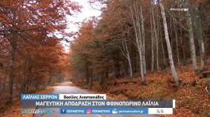 Σέρρες: Μαγευτική απόδραση στον φθινοπωρινό Λαϊλιά (Βίντεο)