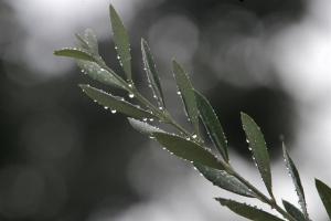 «Ασπίδα» ενάντια στο οξειδωτικό στρες τα προϊόντα ελιάς