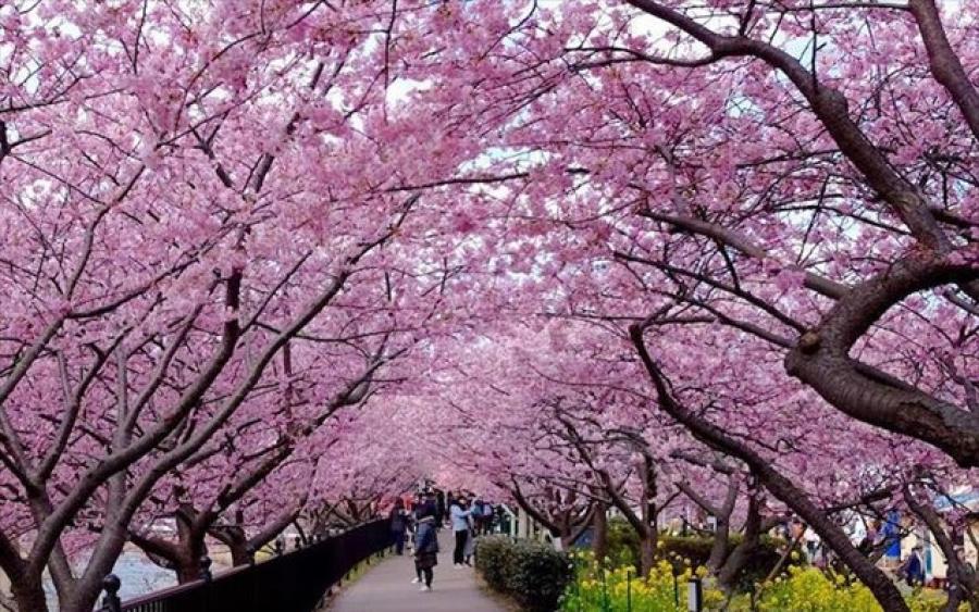 Οι κερασιές άνθισαν στο Τόκιο προαναγγέλλοντας τον ερχομό της άνοιξης (video &amp; φωτογραφίες)