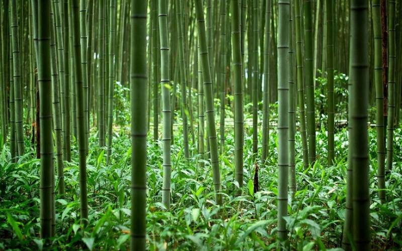 Arashiyama Forest: Το εντυπωσιακό δάσος της Ιαπωνίας (Φωτογραφίες)