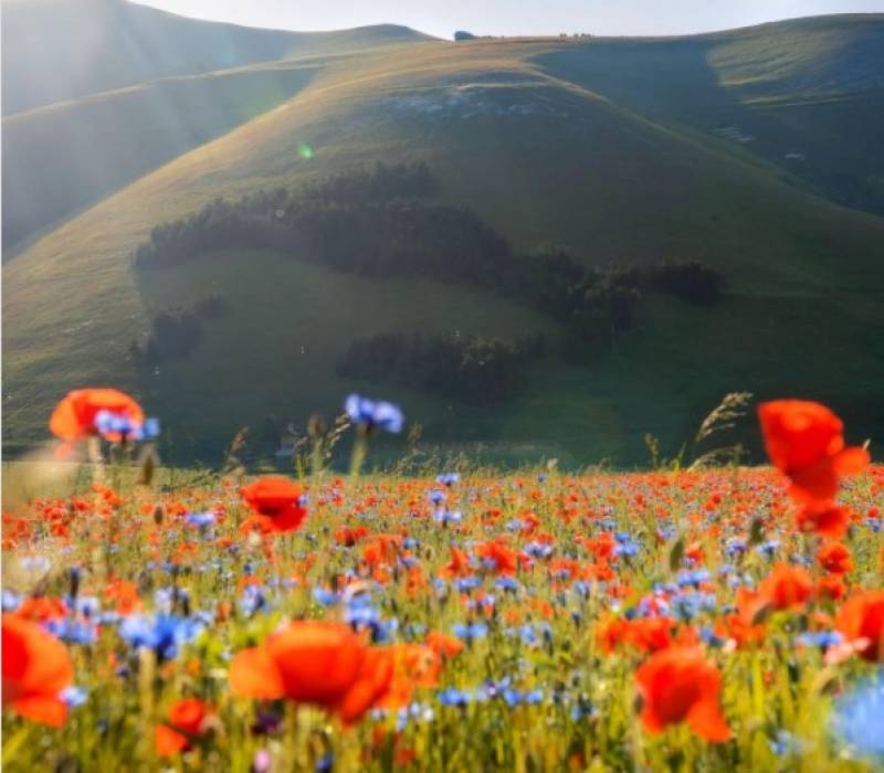 Castelluccio: Το πιο χρωματιστό χωριό στην Ιταλία (Φωτογραφίες)