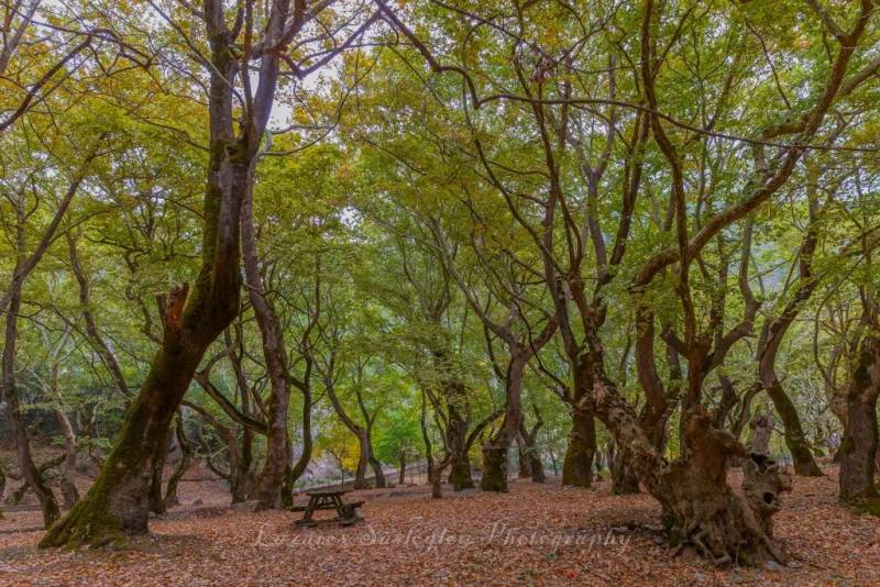 Πλατανοδάση: Απεριόριστη ομορφιά δίπλα στο υγρό στοιχείο (Φωτογραφίες)