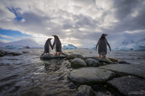Ανταρκτική: παγωμένη ομορφιά