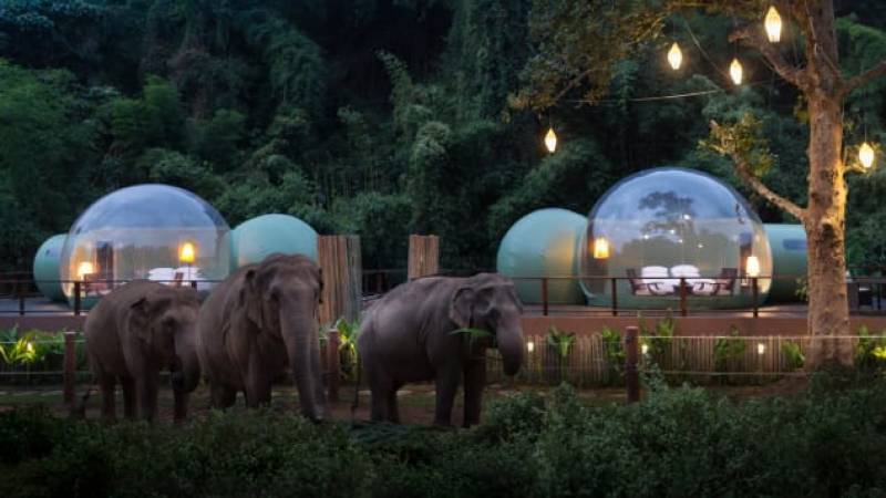 Ταϊλάνδη: Διαμονή σε… φούσκα, με ελέφαντες για συντροφιά (Φωτογραφίες)