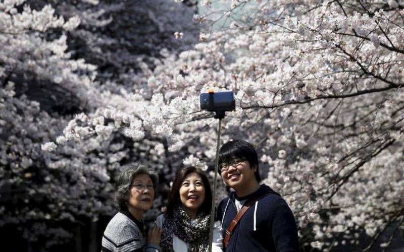 Ιαπωνία: Οι κερασιές φέτος «ανθίζουν» μέσω... διαδικτύου (Βίντεο+φωτογραφίες)