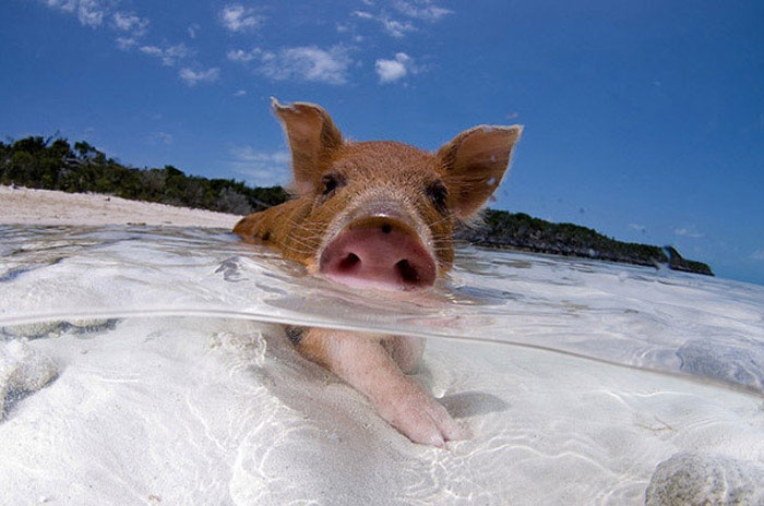 Τα ευτυχισμένα γουρούνια ζουν στις Μπαχάμες